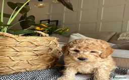 Cockapoo dogs for sale: Miniature f1b Cockapoo puppies DNA health checked - Image 11