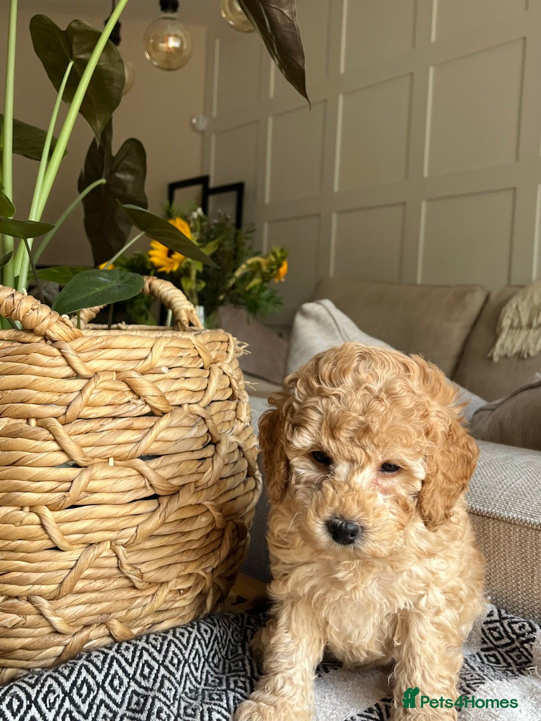 Cockapoo dogs for sale: Miniature f1b Cockapoo puppies DNA health checked - Image 11