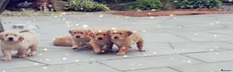 Golden Retriever dogs for sale: Beautiful litter of Golden Retriever puppies 🐶  - Advert 32