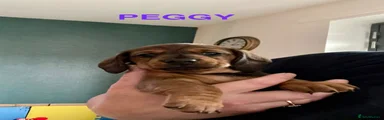 Peggy