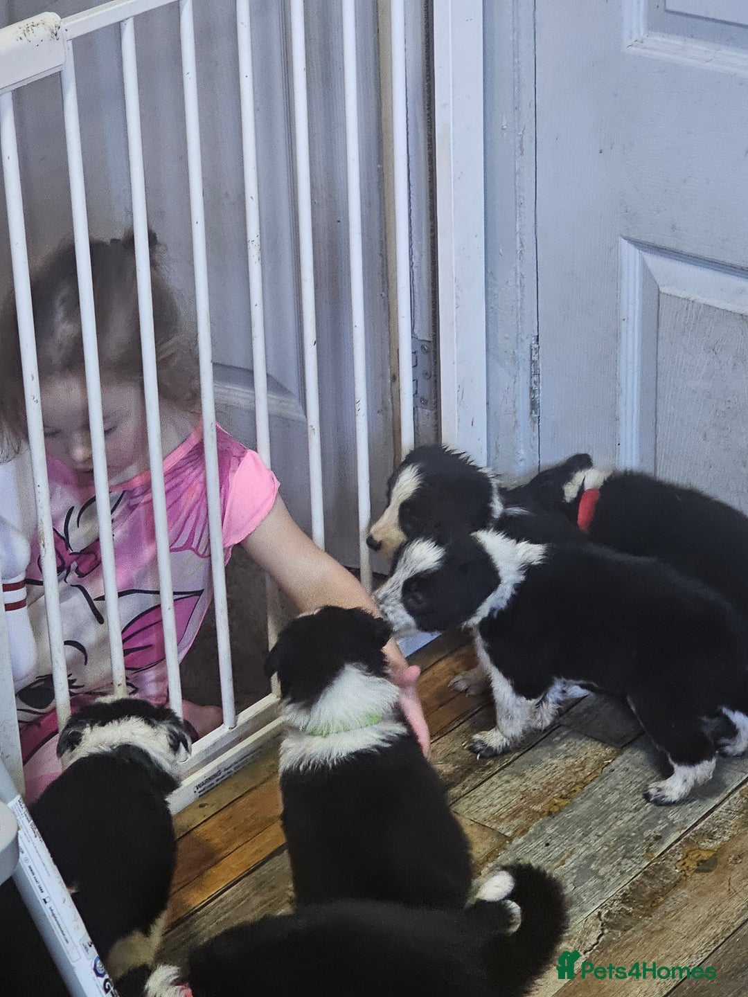Border Collie dogs for sale: Ready NOW - One Border Collie Pup Left - Advert 9
