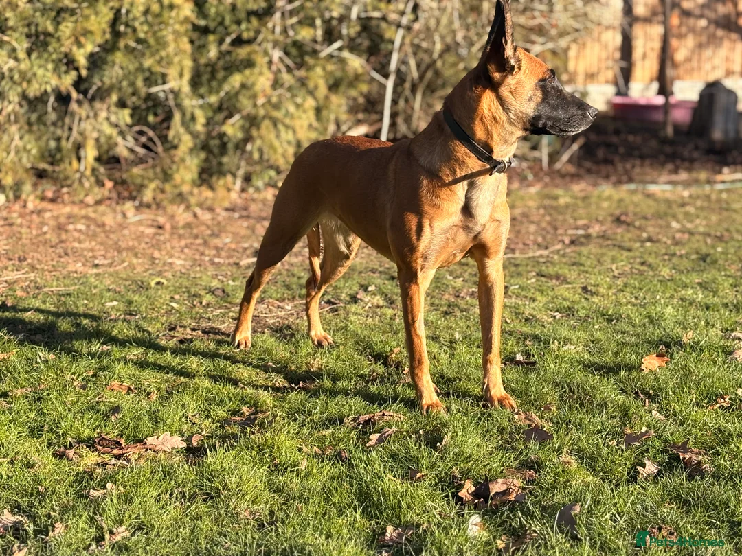 Belgian Shepherd Dog dogs for sale: belgian malinois Puppies - Advert 1