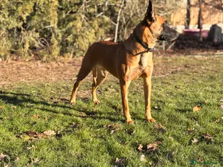 Belgian Shepherd Dog dogs belgian malinois Puppies - Advert 4