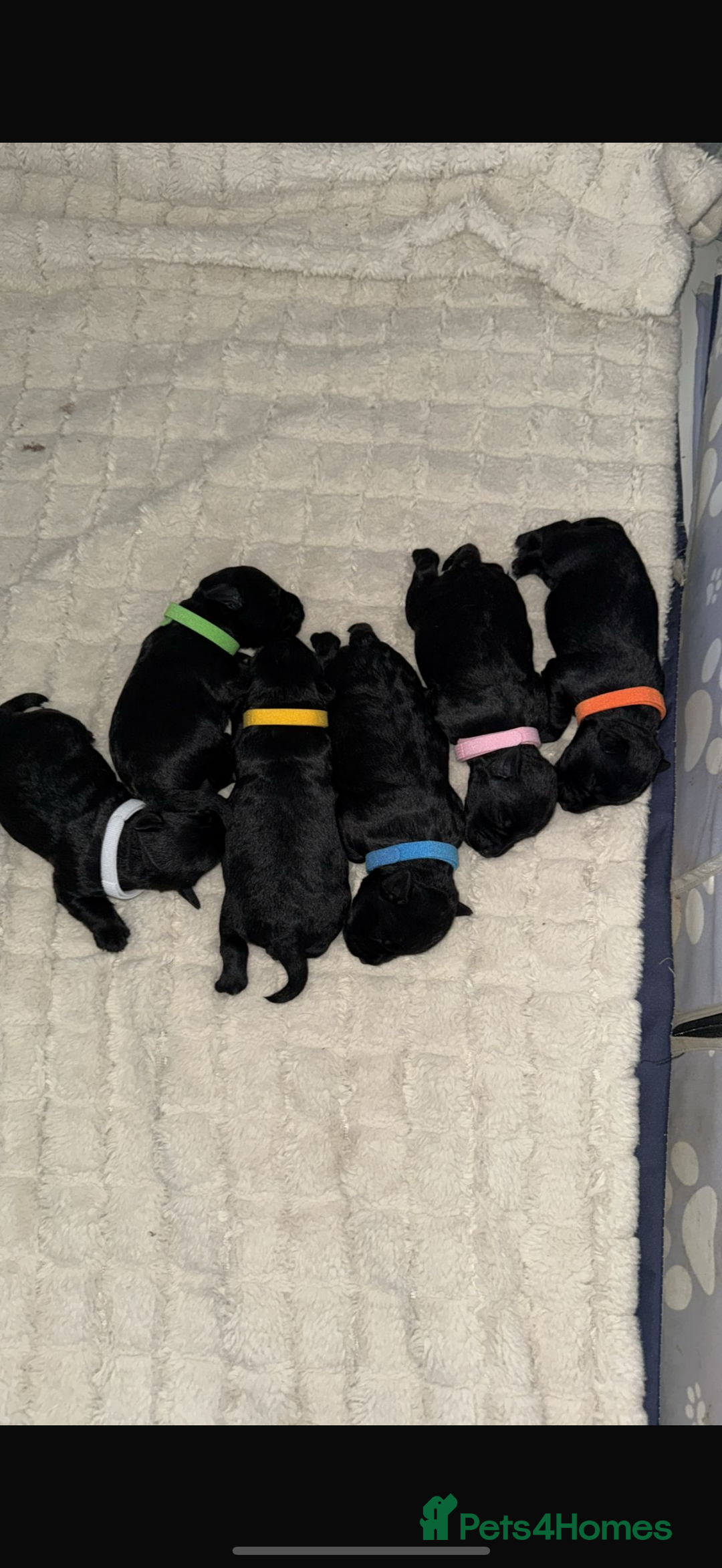 Miniature Schnauzer dogs for sale: ONLY 4 left - Image 2