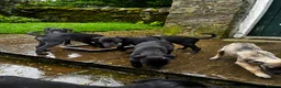 Mixed Breed dogs for sale: Ready to go! Bedlington Whippet puppies - Advert 5
