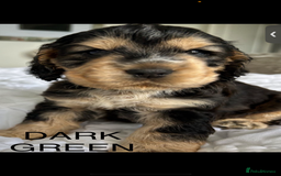 Cocker Spaniel dogs for sale: OUTSTANDING KC REG COCKER SPANIEL PUPPIES  - Image 6