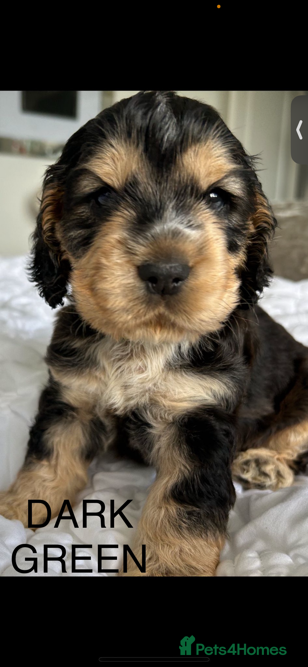 Cocker Spaniel dogs for sale: OUTSTANDING KC REG COCKER SPANIEL PUPPIES  - Image 6