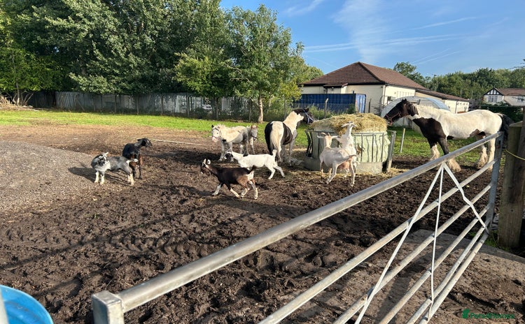 Goats livestock - Advert 1