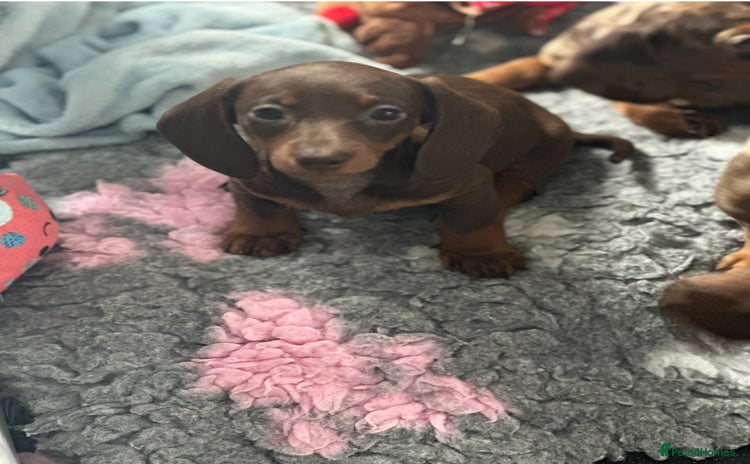 Miniature Dachshund dogs - Advert 5