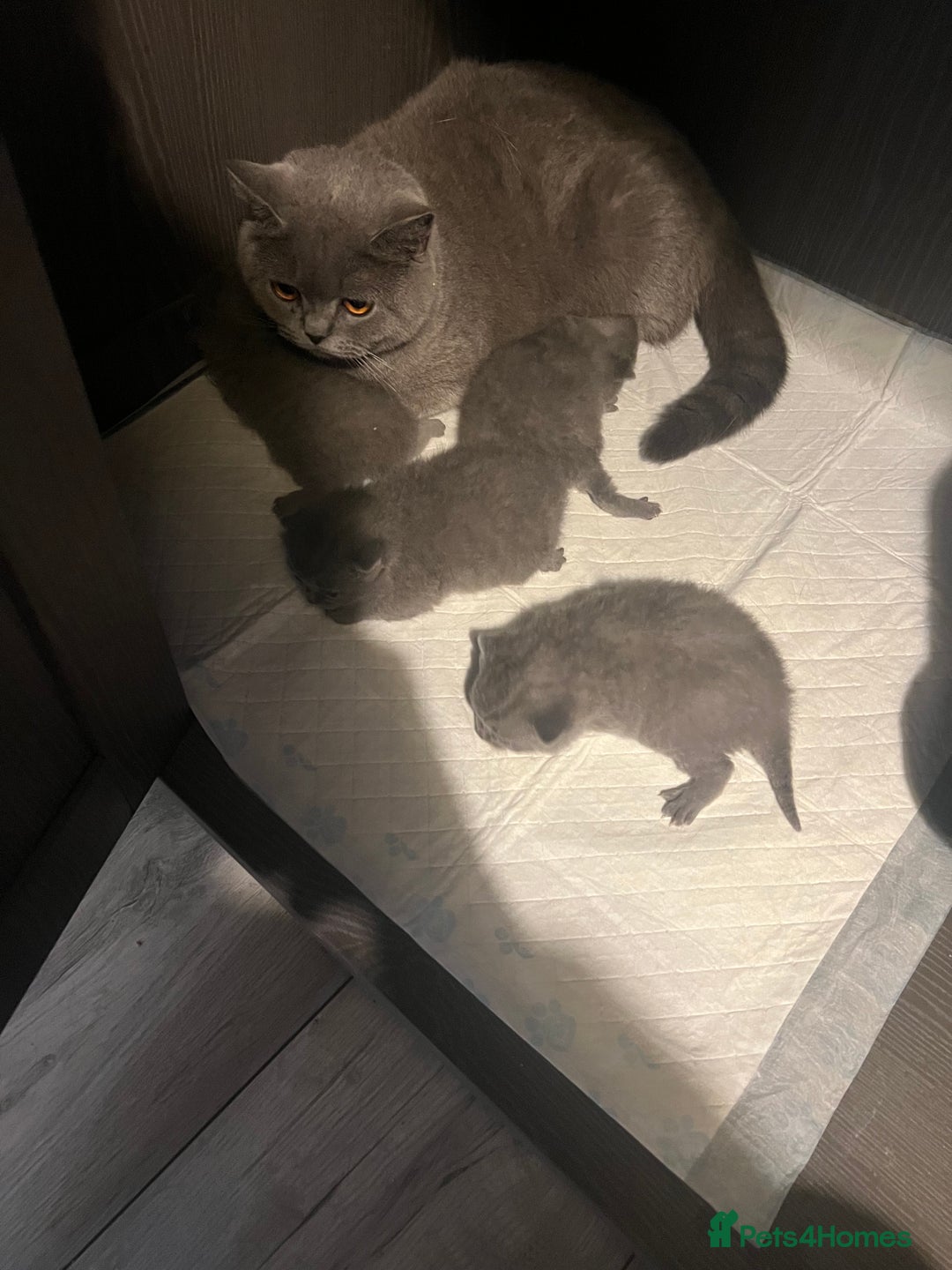 British Shorthair cats for sale: 2 beautiful girl left  - Image 4