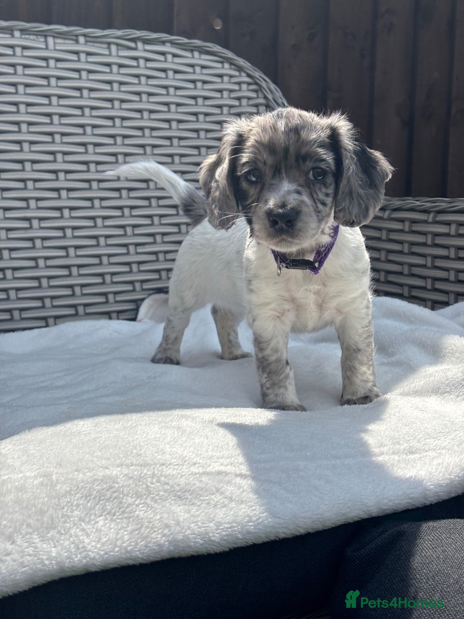 Mixed Breed dogs Ready now ❤️ 2 girls left ❤️  - Advert 1