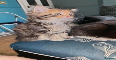 Mixed Breed cats - Advert 15