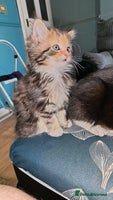 Mixed Breed cats - Advert 5