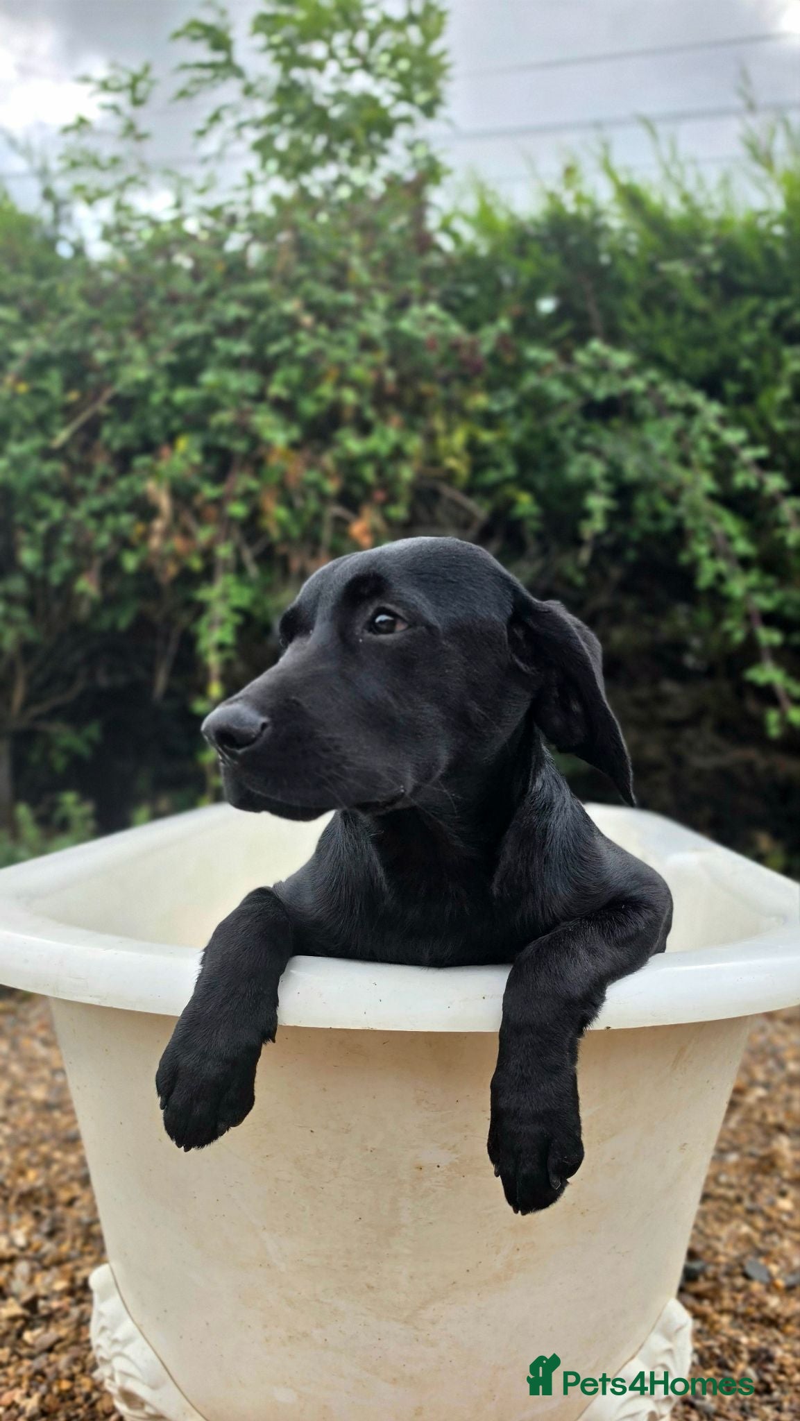 Labrador Retriever dogs 1 STUNNING BLACK KC BOY - Advert 1