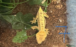 Gecko reptiles for sale: Baby crested geckos Birmingham - Advert 1