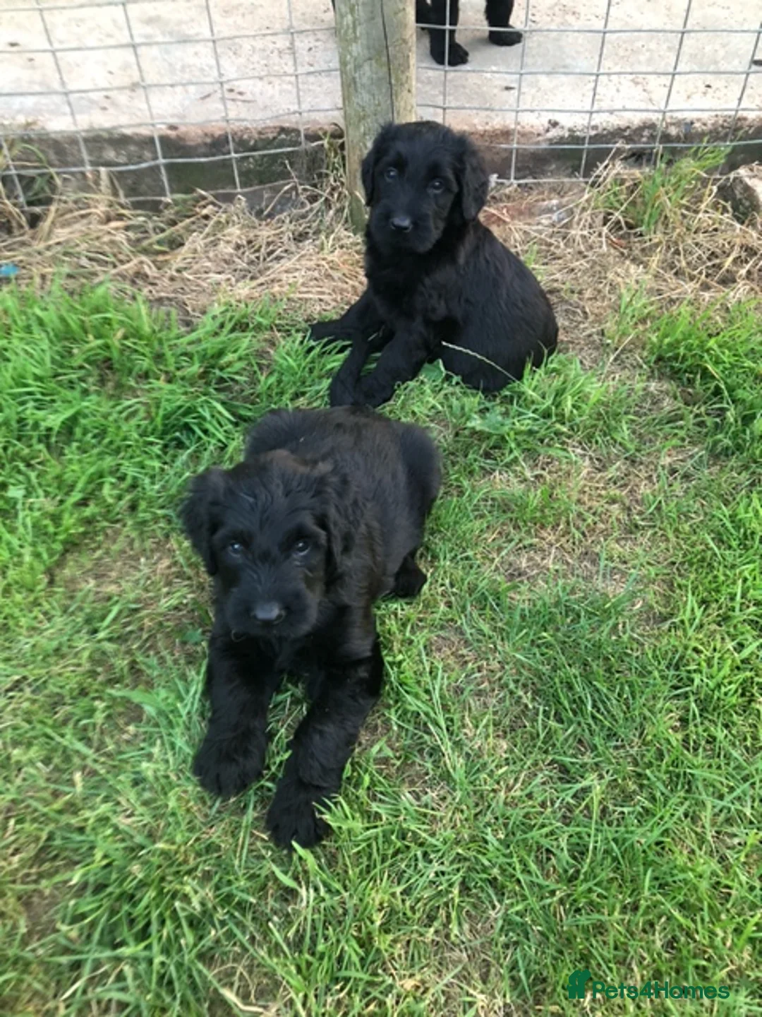 Briard dogs for sale: Briard Puppies  - Advert 6