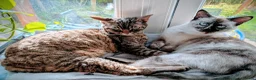 Ragdoll cats for sale: Ragdoll Female looking for a new forever home  - Advert 3