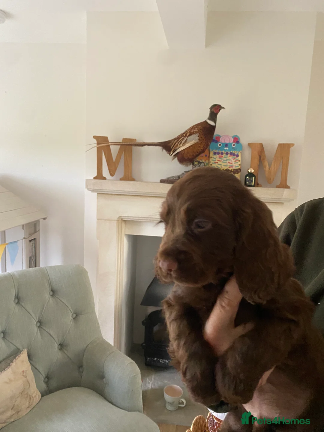 Cocker Spaniel dogs for sale: Beautiful boys!! - Advert 2