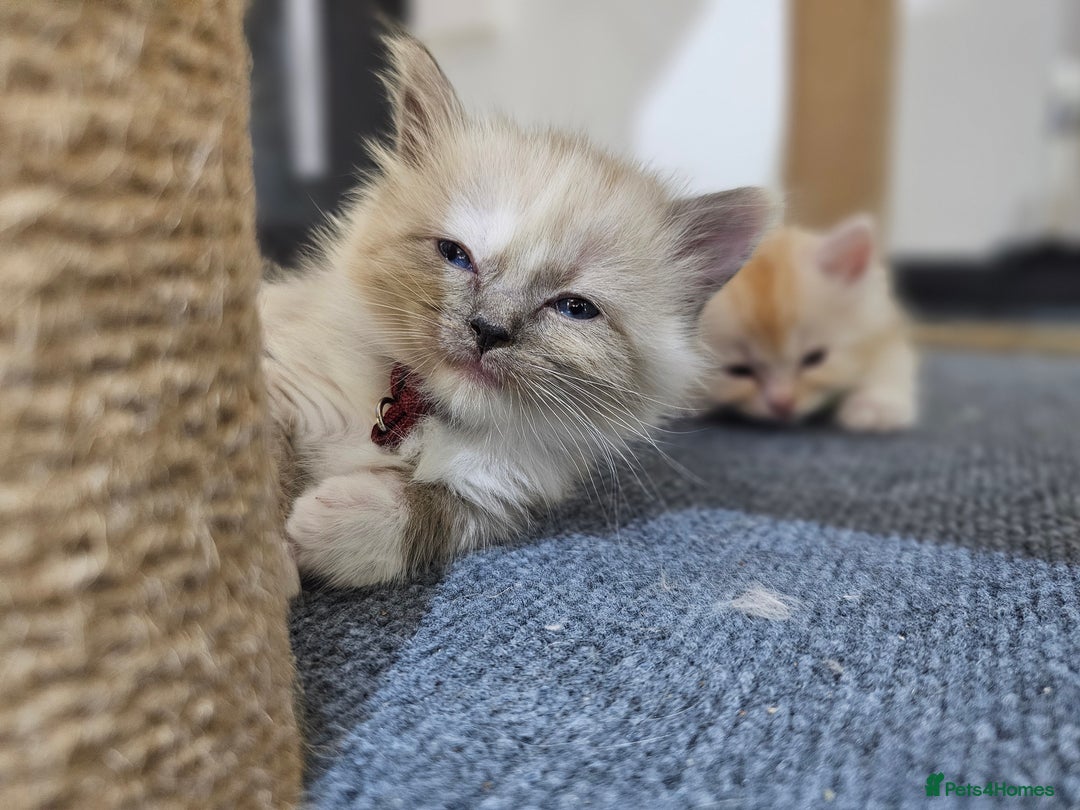 Ragdoll cats for sale: Soo cudly and playfull, two litters! - Advert 17