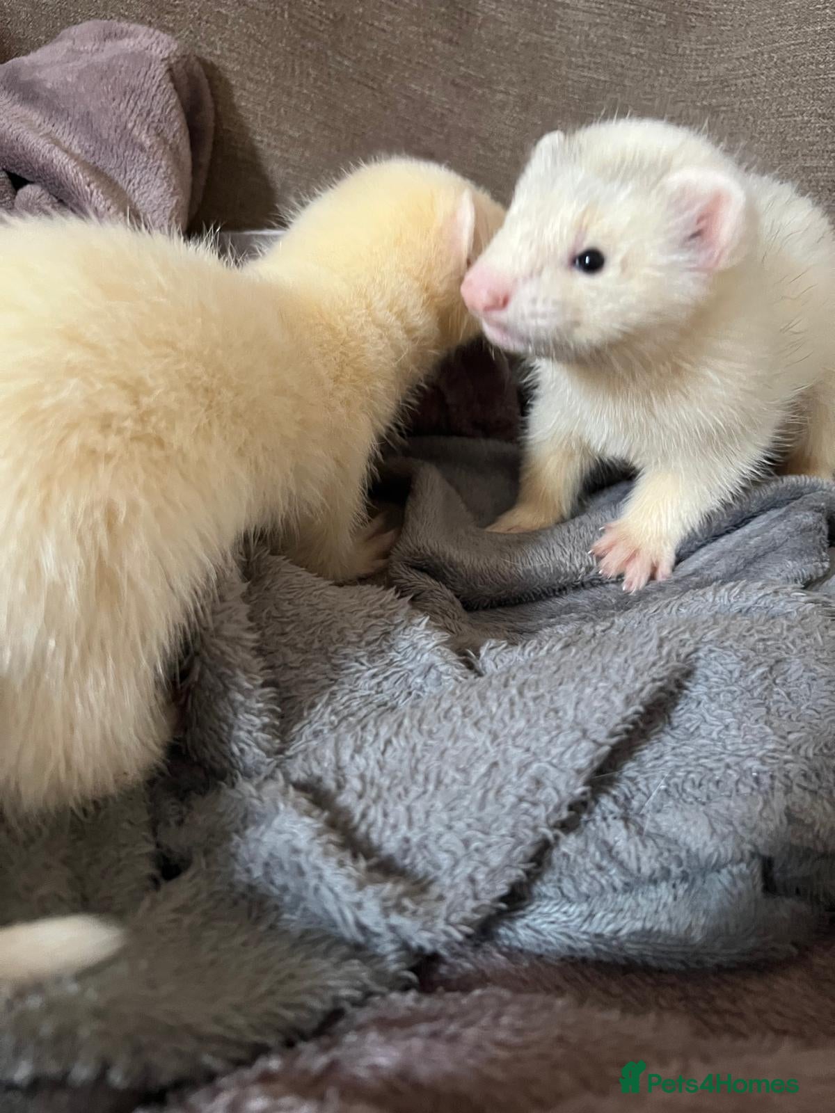 Ferret rodents for sale: Adorable Baby Ferrets  - Advert 2