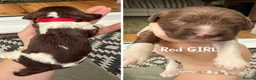 English Springer Spaniel dogs for sale: 🎃 KC REG SPRINGER SPANIELS READY 29th OCT 🎃 - Advert 7