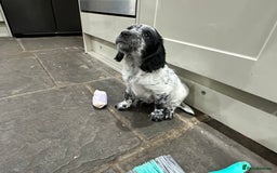 Mixed Breed dogs for sale: Fabulous Sprocker Pups - Image 2