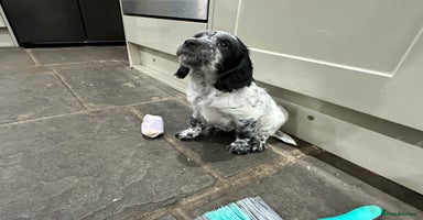Mixed Breed dogs - Advert 8