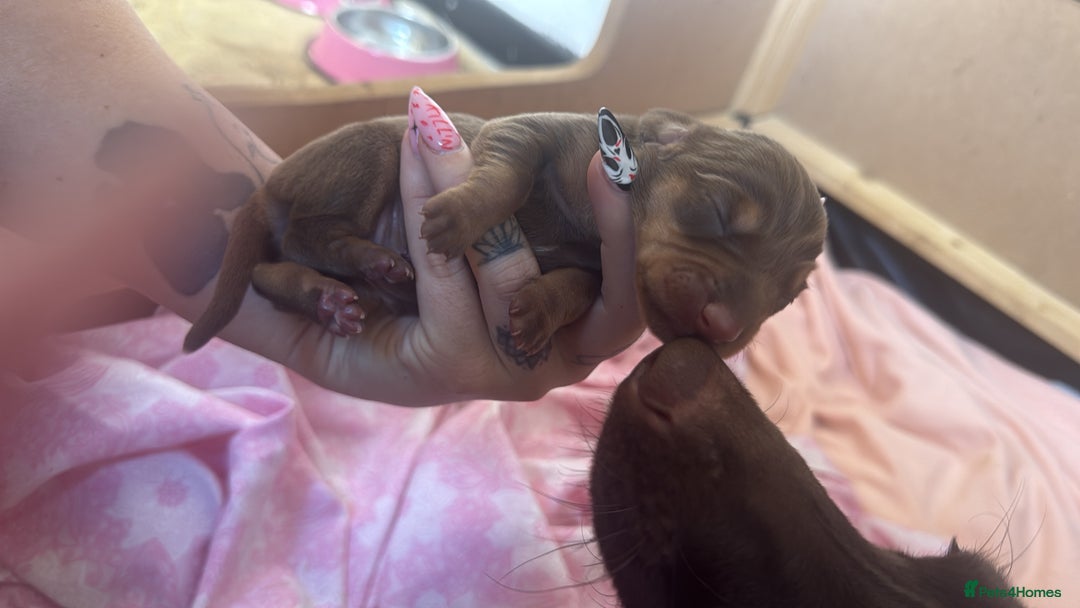 Dachshund dogs for sale: 🌭🌭🌭🌭🌭🌭🌭little dachshunds🌭🌭🌭🌭🌭  - Image 6