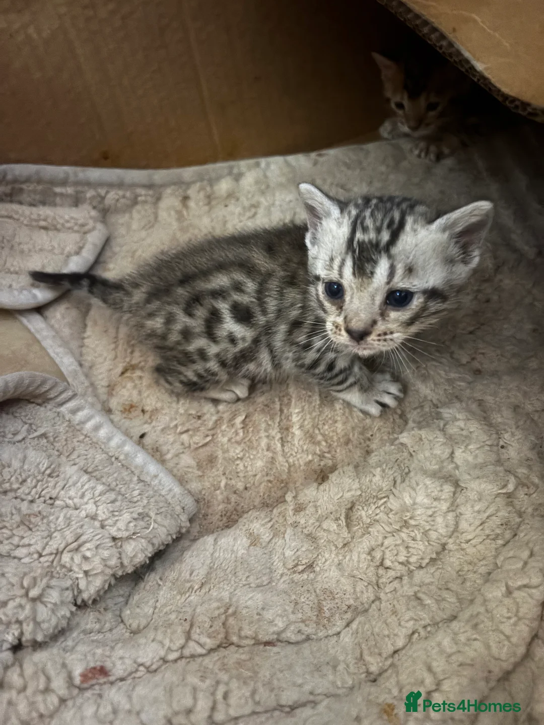 Bengal cats for sale: Silver spotted bengal kittens - Advert 6