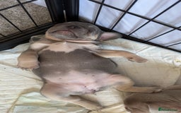 French Bulldog dogs for sale: KC registered French Bulldog puppies. READY 31/8 - Image 29