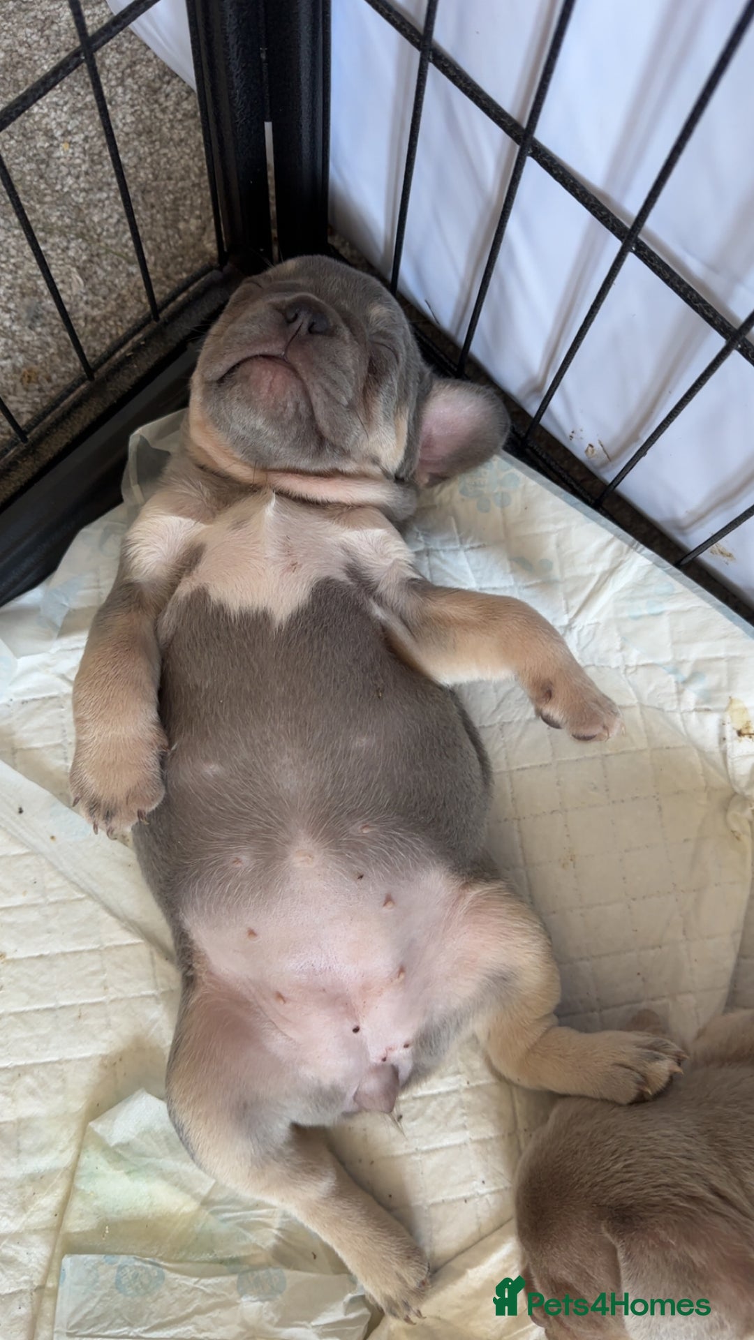 French Bulldog dogs for sale: KC registered French Bulldog puppies. READY 31/8 - Image 29