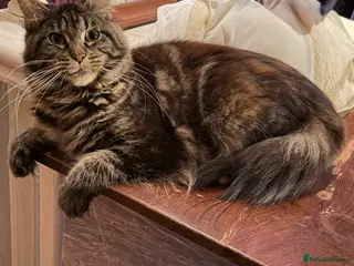 Maine Coon cats Rare ginger Maine Coon kittens - Advert 1