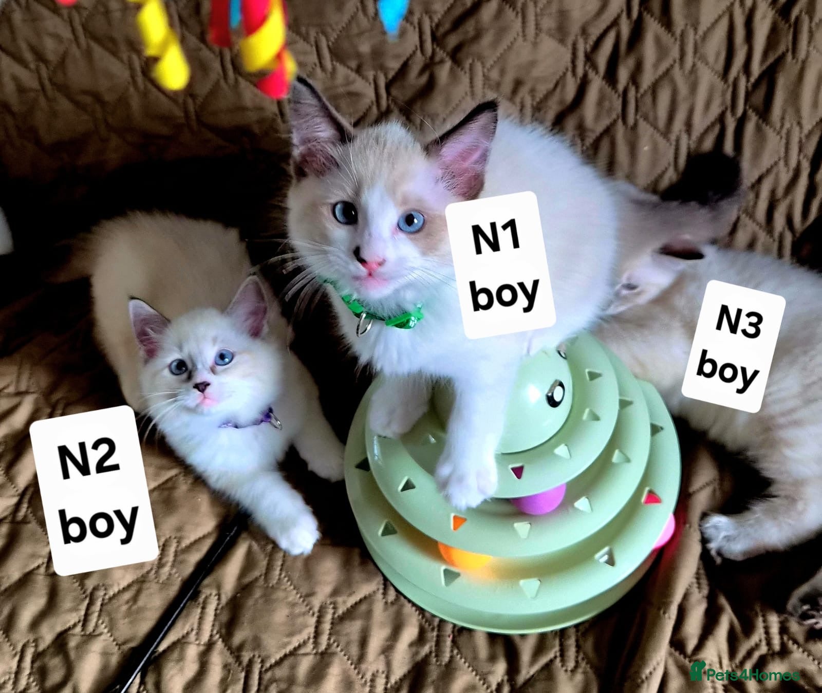 Ragdoll cats ❗️Beautiful Pure Ragdoll Kittens Available ❤️🐈❗️ - Advert 1