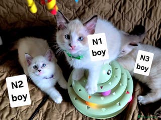 Ragdoll cats ❗️Beautiful Pure Ragdoll Kittens Available ❤️🐈❗️ - Advert 1