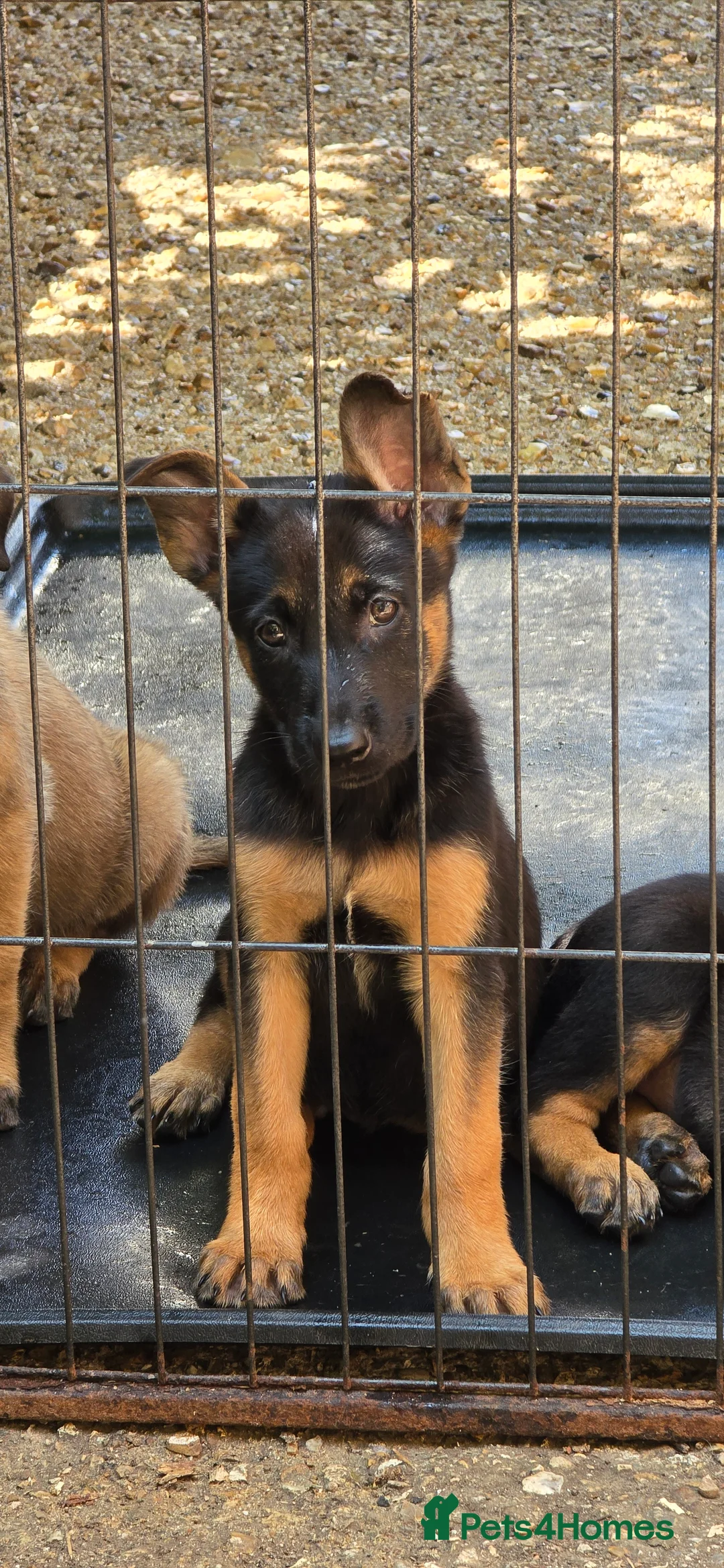 Belgian Shepherd Dog dogs for sale: Belgian malinois puppies KNVP working lines - Advert 2