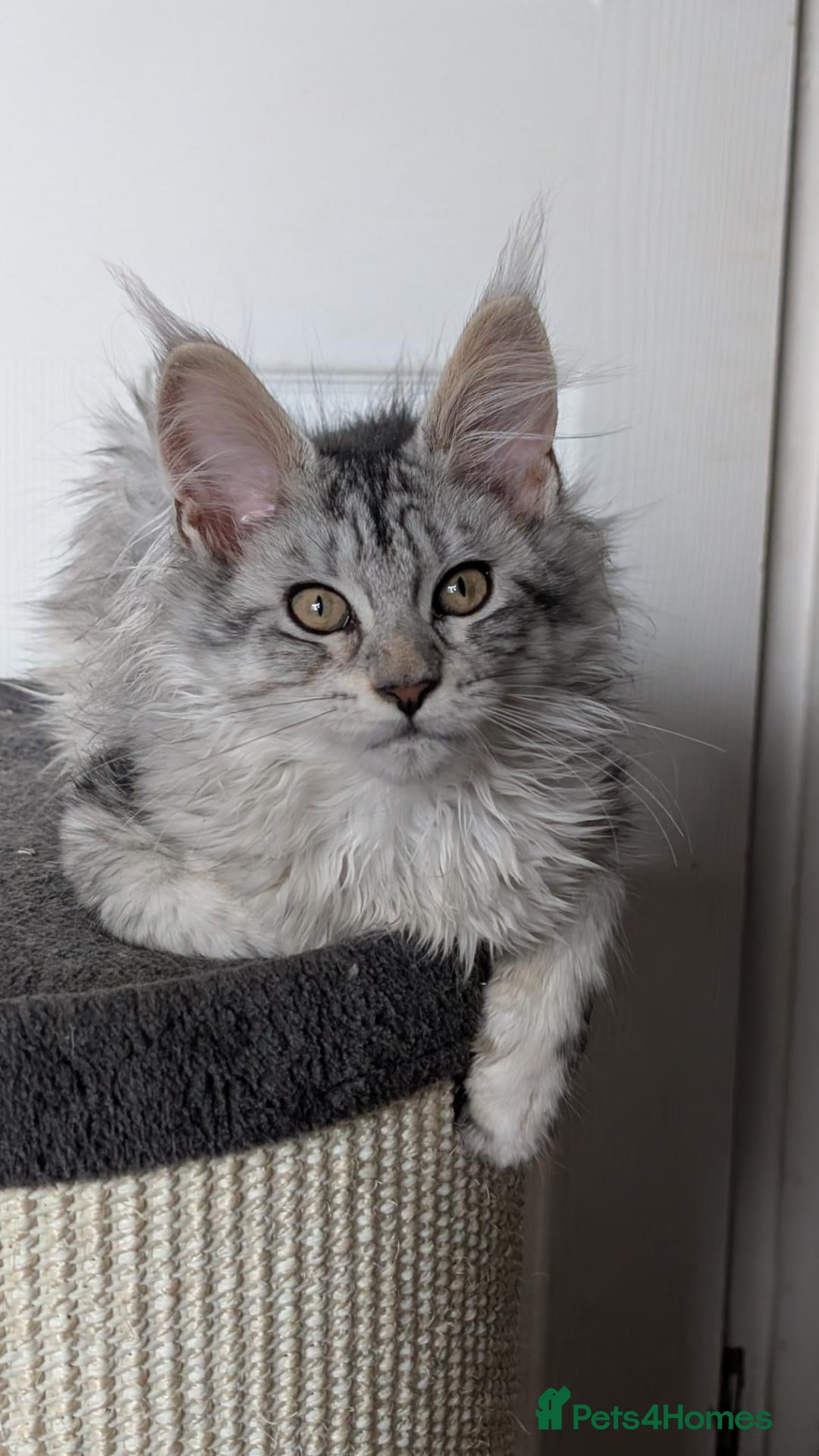 Maine Coon cats Stunning Tica registered Maine coon girls - Advert 15