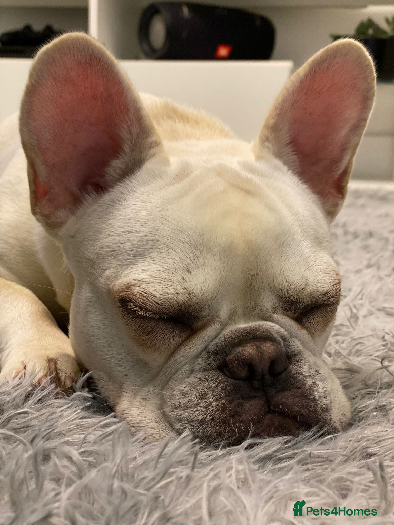 French Bulldog dogs French Bulldog negotiable value  - Advert 14