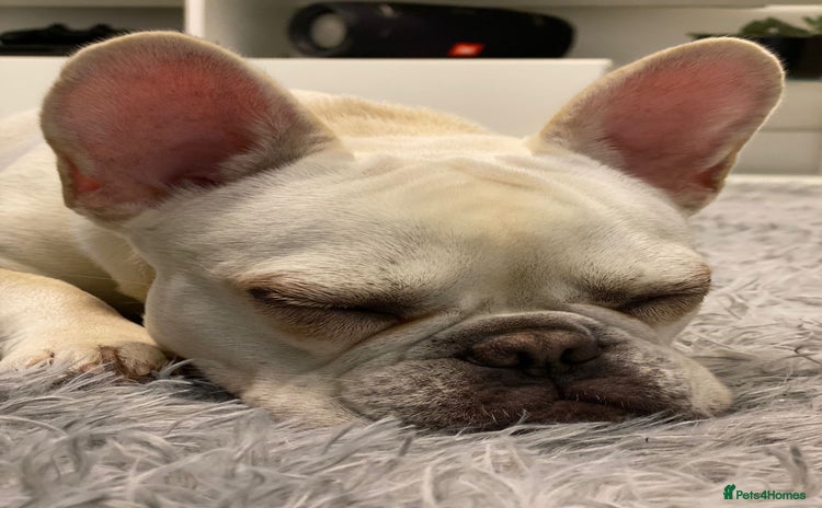 French Bulldog dogs French Bulldog   - Advert 1