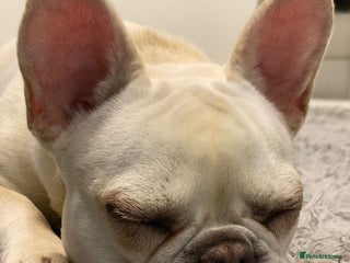 French Bulldog dogs French Bulldog - Advert 2