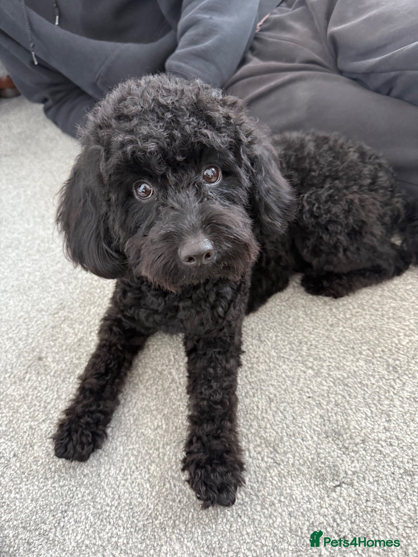 Cockapoo dogs Little black cockapoo girl  - Advert 1