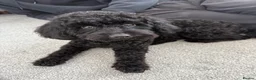 Cockapoo dogs for sale: Little black cockapoo girl  - Advert 1