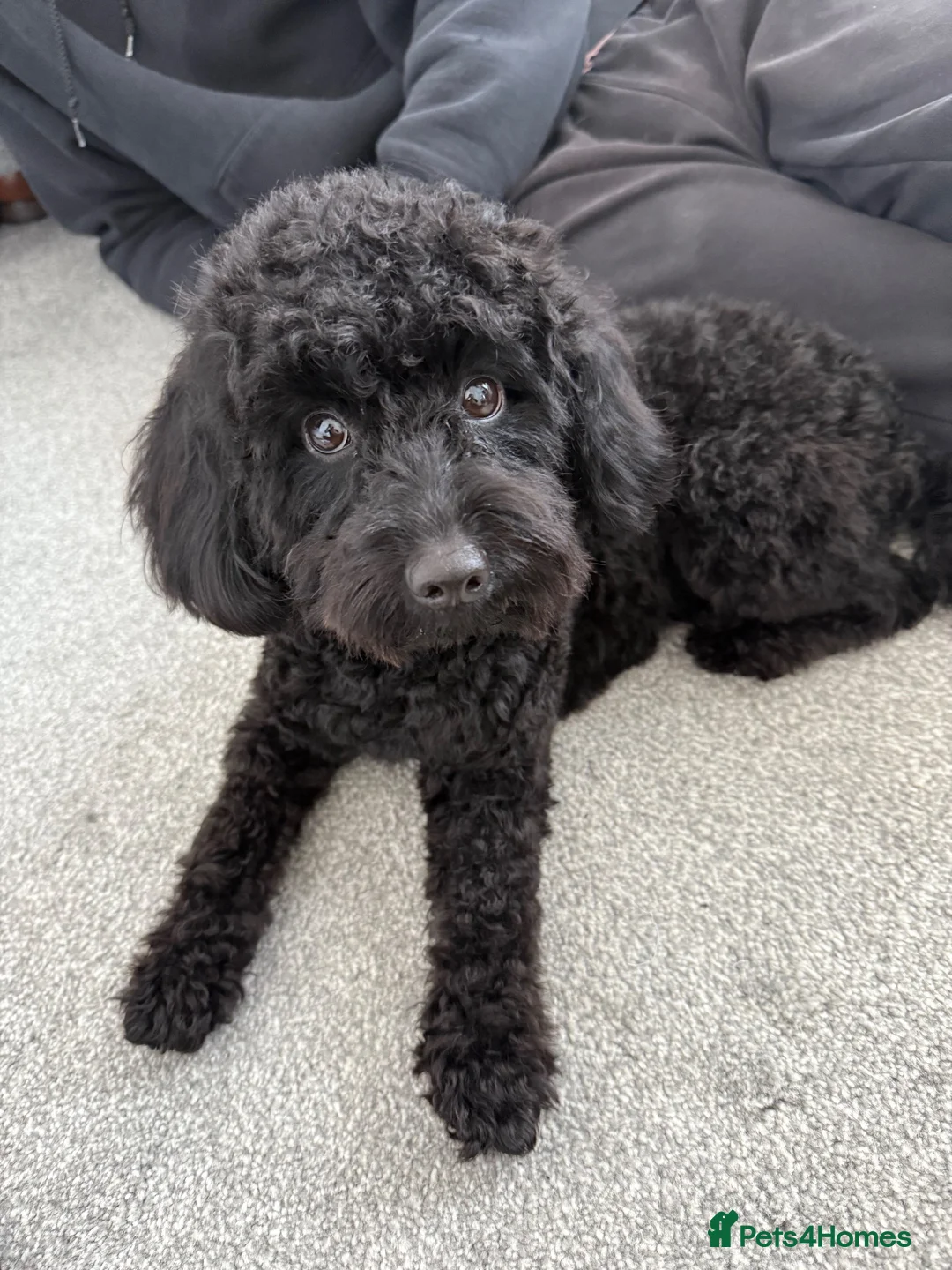 Cockapoo dogs for sale: Little black cockapoo girl  - Advert 1