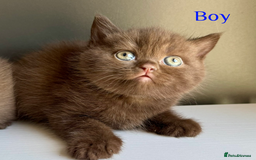 British Shorthair cats for sale: British shorthair kittens  - Image 4
