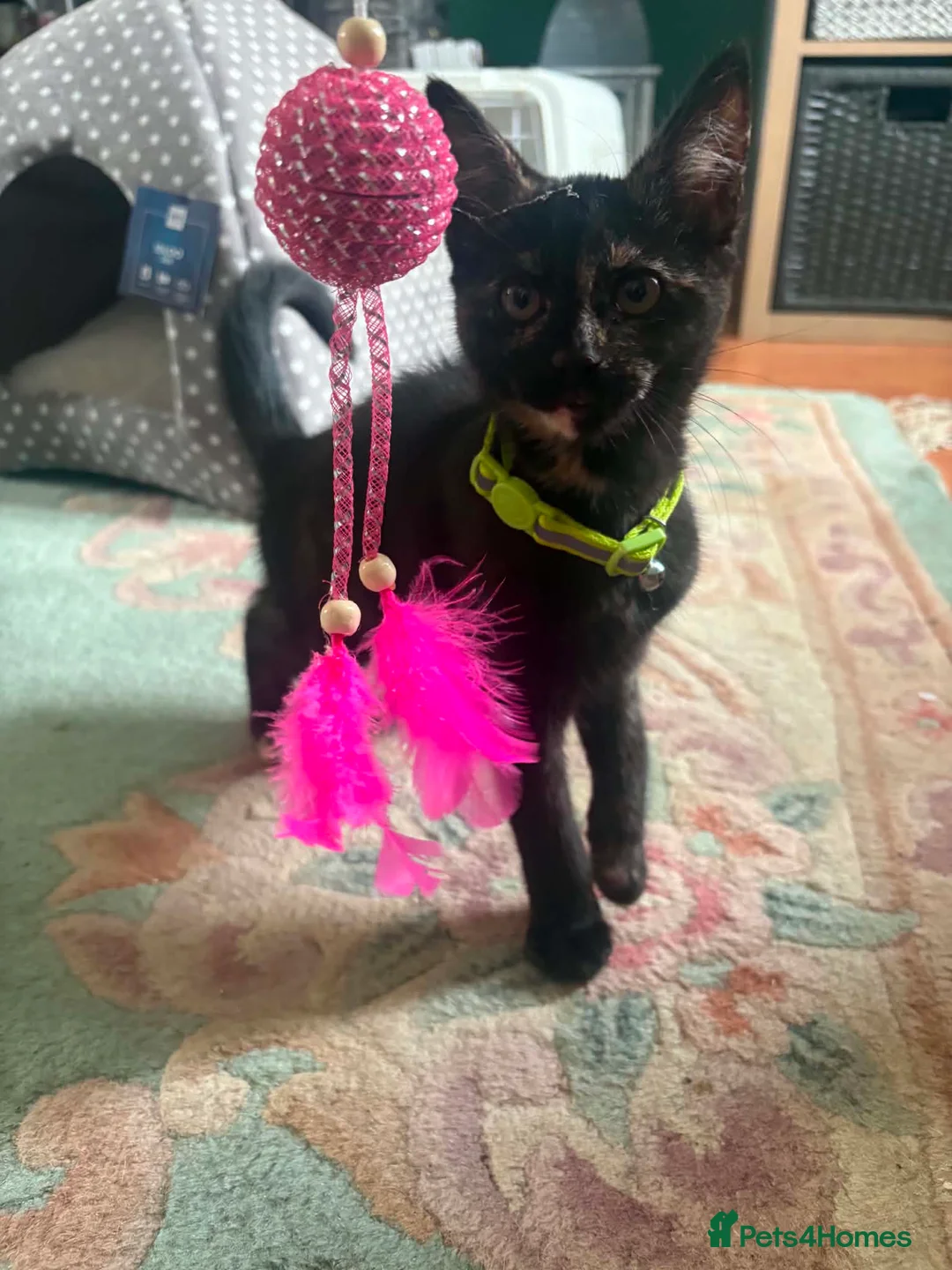 Mixed Breed cats for sale: Kitten - Advert 1