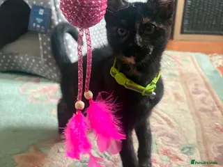 Mixed Breed cats Kitten - Advert 1