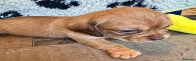 Mixed Breed 4