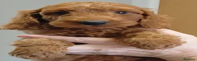 Cockapoo 5