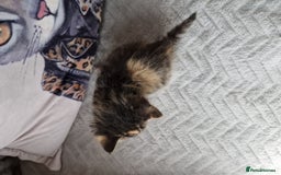 Mixed Breed cats for sale: Calico kittens. 1 girl 1 boy left - Image 4
