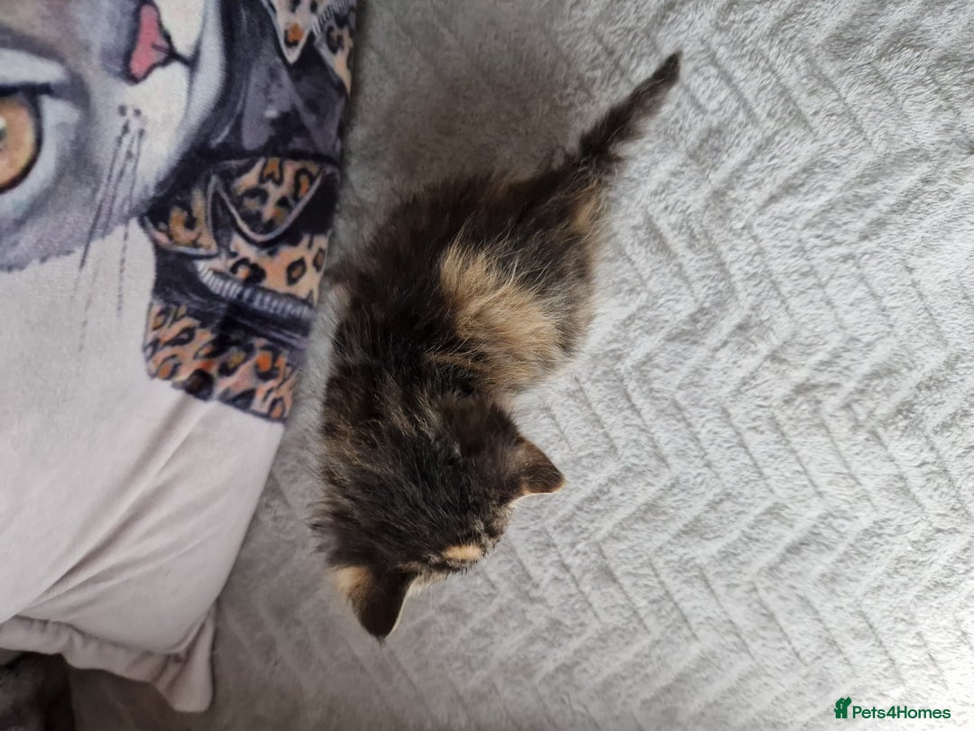 Mixed Breed cats for sale: Calico kittens. 1 girl 1 boy left - Image 4