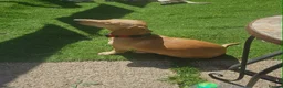 Miniature Dachshund dogs for sale: One Brown & Cream and One Black & Cream in Gosport - Advert 7